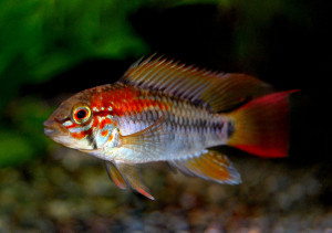 Cichlidés