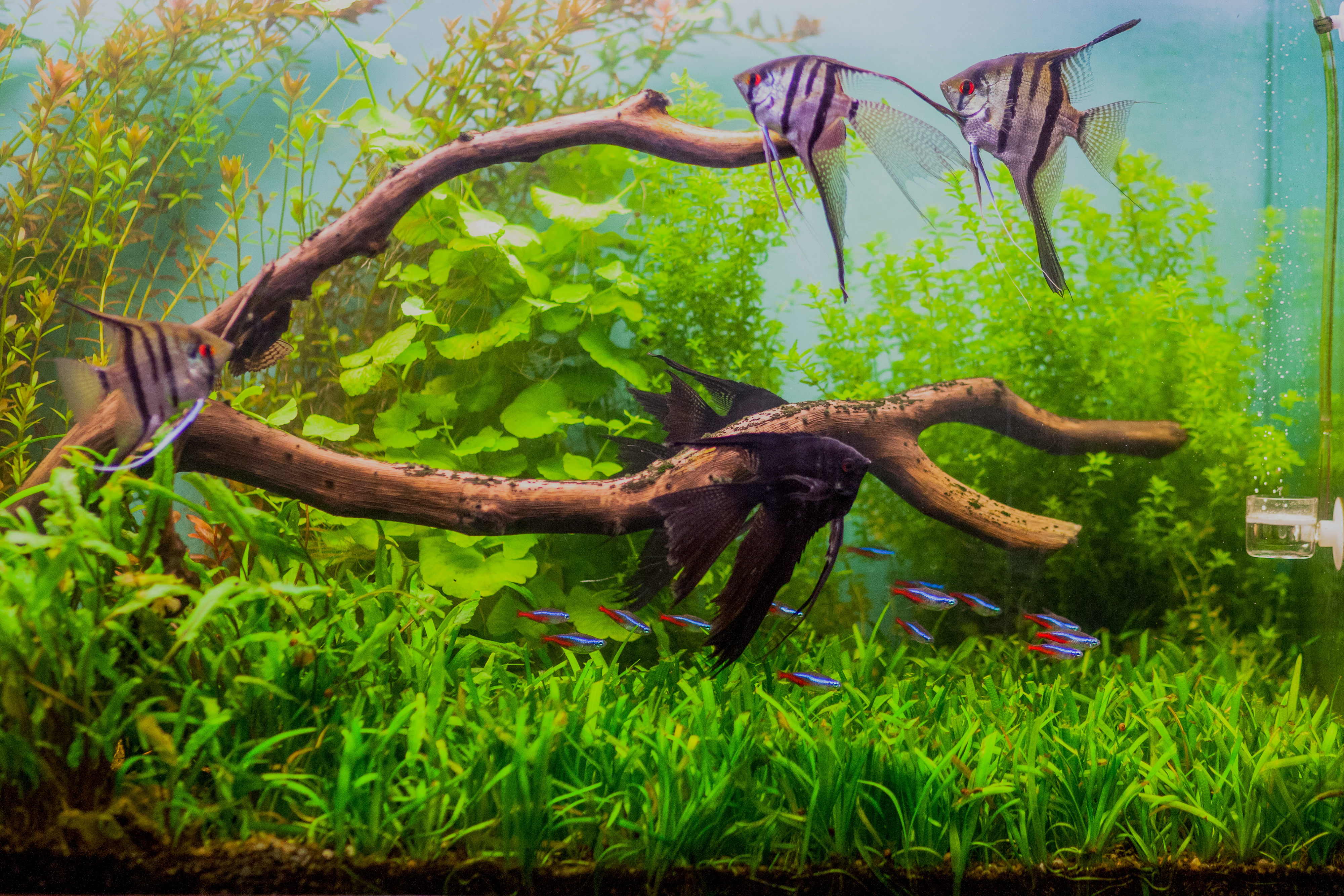 Poissons compatibles