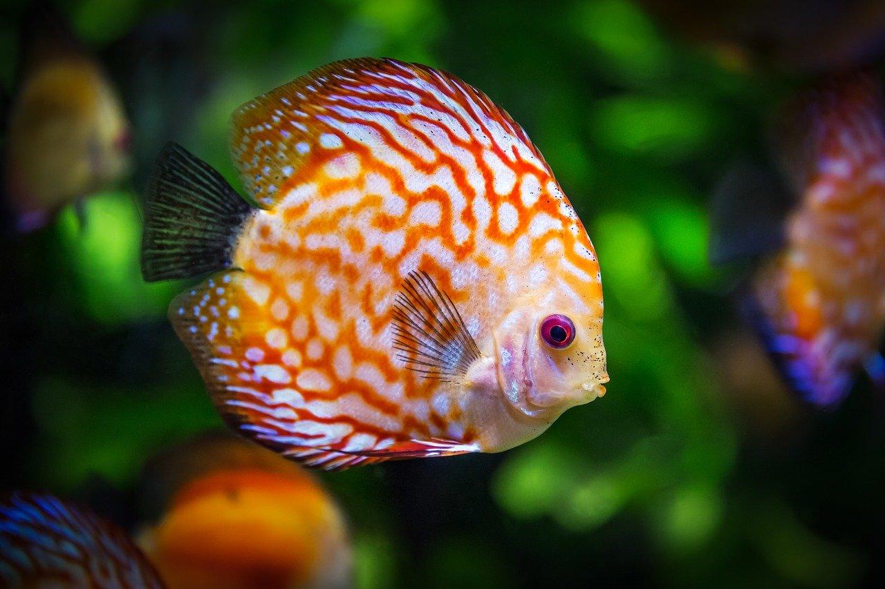 Aquarium tropical
