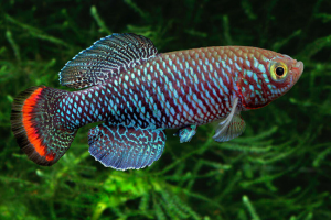 Notobranchiidés