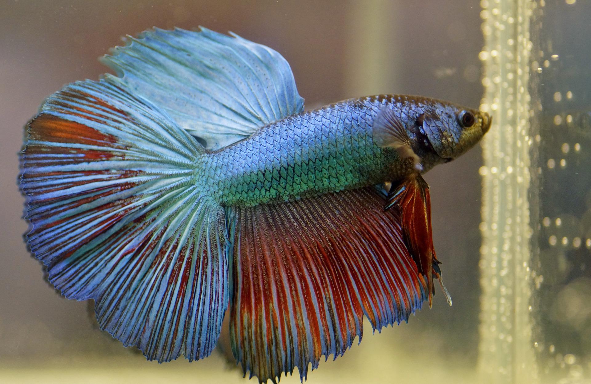 poisson par défaut