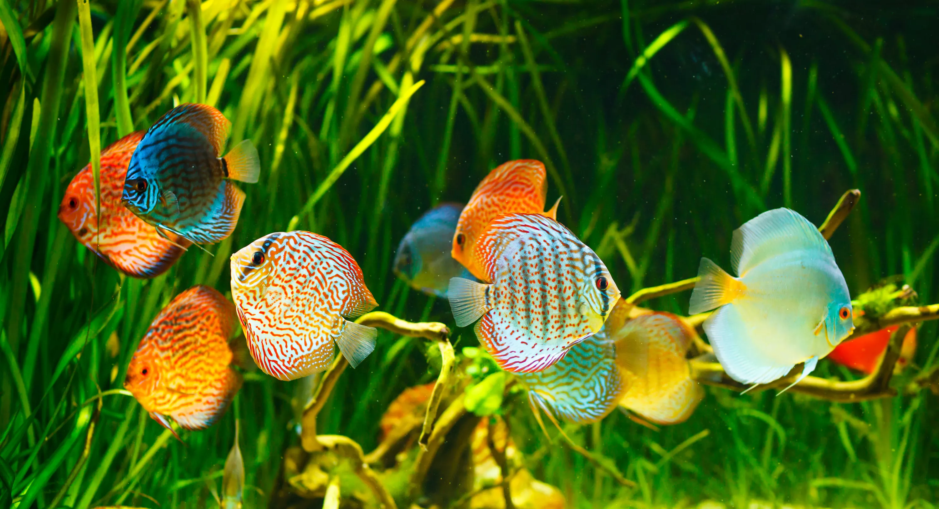 Discus
